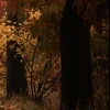 🍂