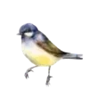 🐦