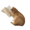 🤍