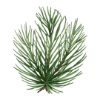 🌲