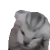 🐱