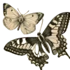 🦋