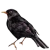 🐦‍⬛