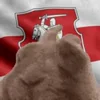 🇧🇾