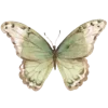 🦋