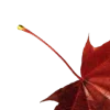 🍂