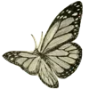 🦋