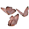 🦋