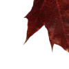 🍂