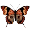 🦋