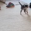 🏃‍♂️