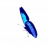 🦋