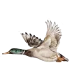 🦆