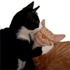 👩‍❤️‍👨