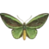 🦋