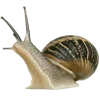 🐌