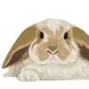 🐰