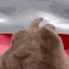 🇵🇱