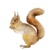 🐿️