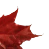 🍂