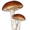 🍄