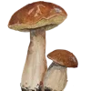 🍄