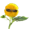 😎
