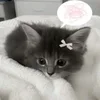 🌟