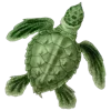 🐢