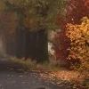🍂