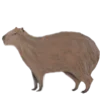 🐻