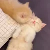 🥰