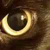 🐈‍⬛