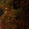 🍂