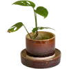🌱