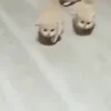 🏃‍♀️