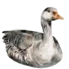 🦆