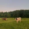 🐄