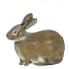 🐇
