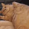😼