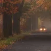 🍂