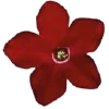 🌹