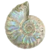 🐚
