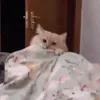 😠