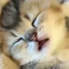 😴