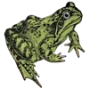 🐸