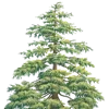 🌳