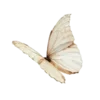 🦋