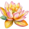 🌺
