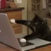 💻